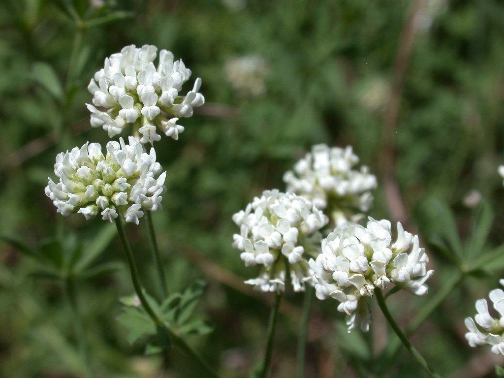 Lotus dorycnium (=Dorycnium pentaphyllum) / Trifoglino legnoso